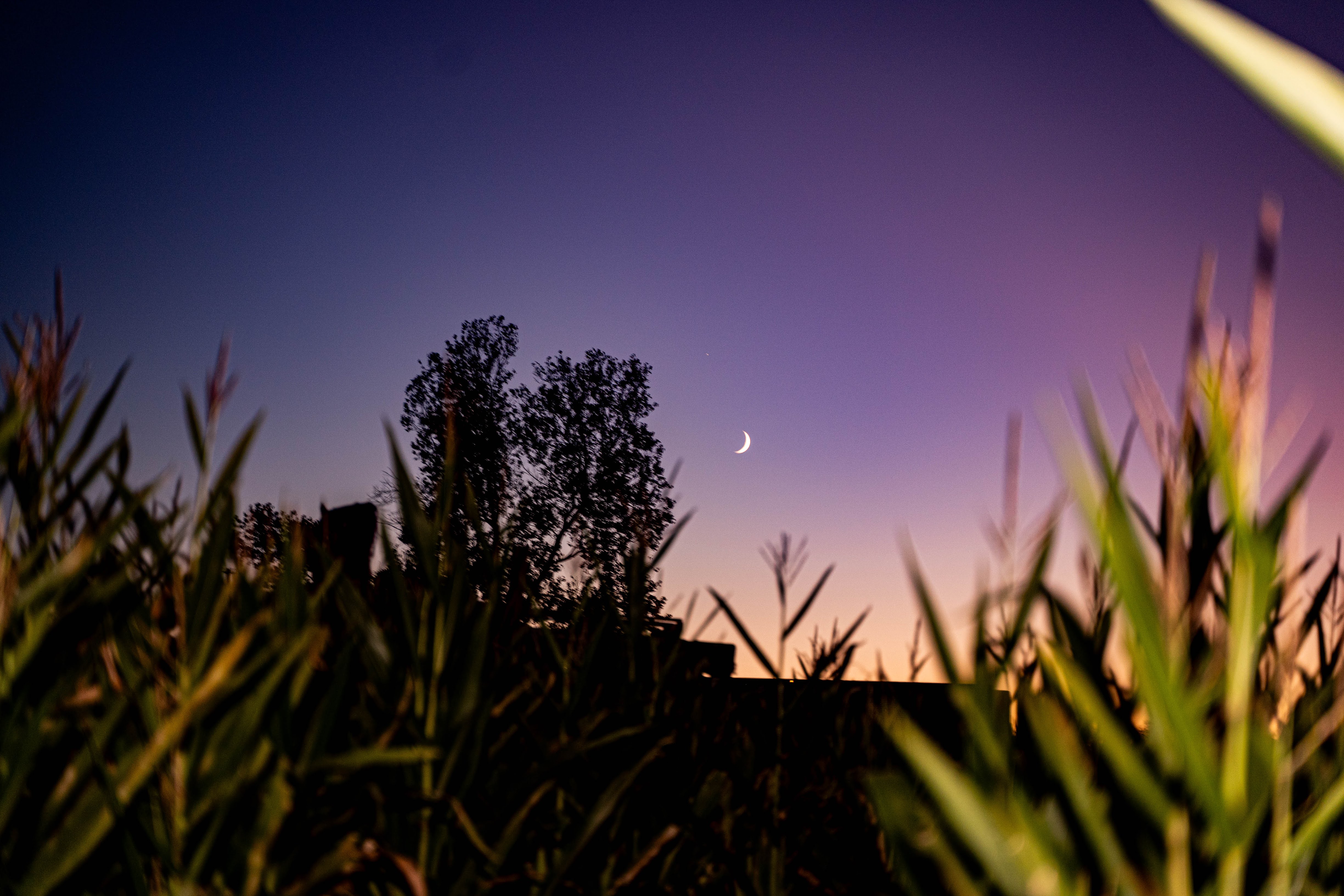 Buckland Haunted Farm cornfield at dusk