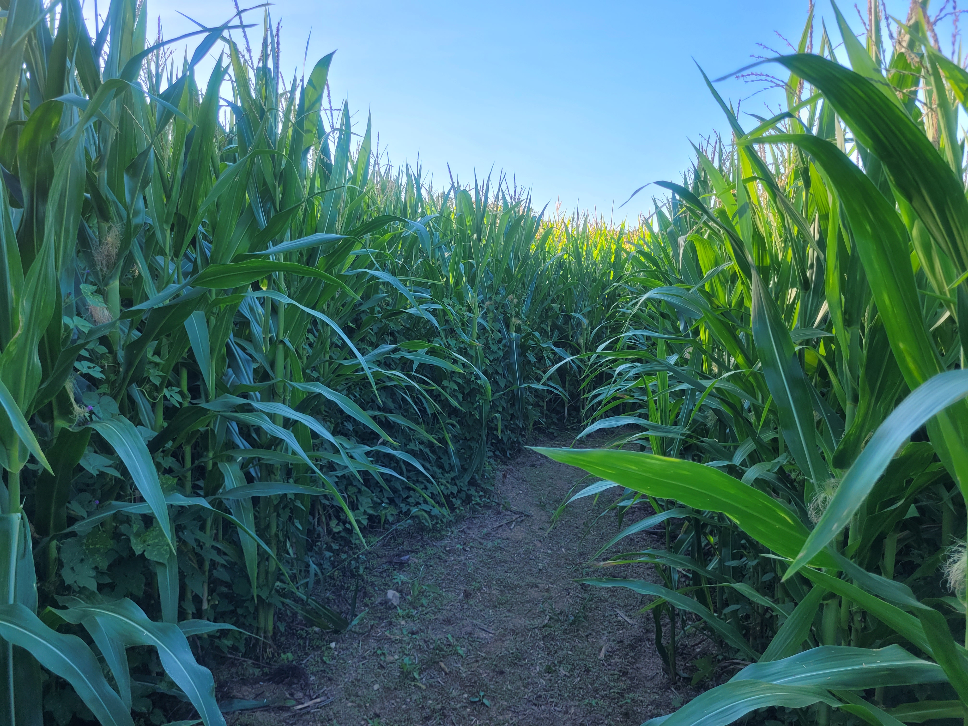 Fear the Corn haunted trail